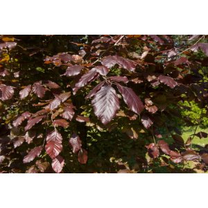 Buk lesný (Fagus sylvatica) ´DAWYCK PURPLE´ - výška 200-230 cm, kont. C55L
